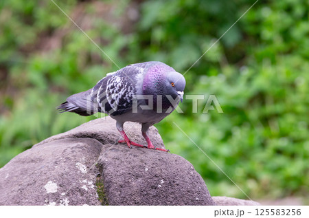鳩 125583256