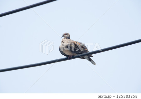 鳩 鳩 125583258