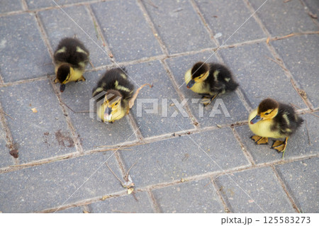 Cute ducklings exploring pavement outdoors 125583273
