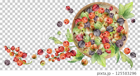 Currant gooseberry clusters leaves on ceramic dish, hand drawn in watercolor, ripe picked garden berry harvest, casseille jostaberry. Isolated illustration. Cookbook art, food packaging, fresh product 125583296