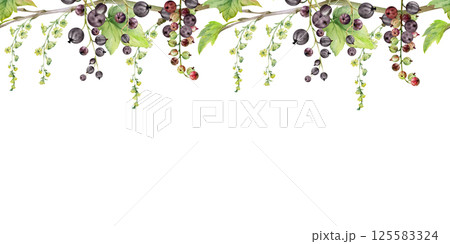 Currant gooseberry with long flower clusters on branch, leaves, ripe garden berry juneberry casseille jostaberry. Hand drawn in watercolor. Isolated seamless banner border. Cafe menu, farmers market Currant gooseberry with long flower clusters on branch, leaves, ripe garden berry juneberry casseille jostaberry. Hand drawn in watercolor. Isolated seamless banner border. Cafe menu, farmers market 125583324