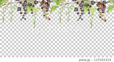 Currant gooseberry with long flower clusters on branch, leaves, ripe garden berry juneberry casseille jostaberry. Hand drawn in watercolor. Isolated seamless banner border. Cafe menu, farmers market Currant gooseberry with long flower clusters on branch, leaves, ripe garden berry juneberry casseille jostaberry. Hand drawn in watercolor. Isolated seamless banner border. Cafe menu, farmers market 125583324