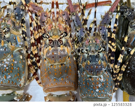 beautiful shot of lobsters standing in a shop window on ice on a white board Night Market fresh seafood Asian food ocean frozen raw beautiful shot of lobsters standing in a shop window on ice on a white board Night Market fresh seafood Asian food ocean frozen raw 125583328