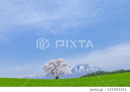 「岩手県」満開の一本桜と岩手山 125583341