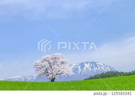 「岩手県」満開の一本桜と岩手山 125583342