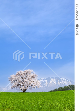 「岩手県」満開の一本桜と岩手山 125583343