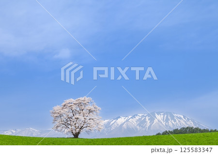 「岩手県」満開の一本桜と岩手山 125583347