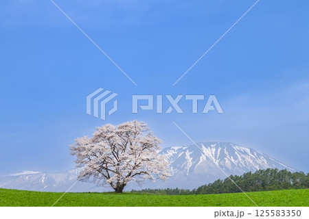 「岩手県」満開の一本桜と岩手山 125583350