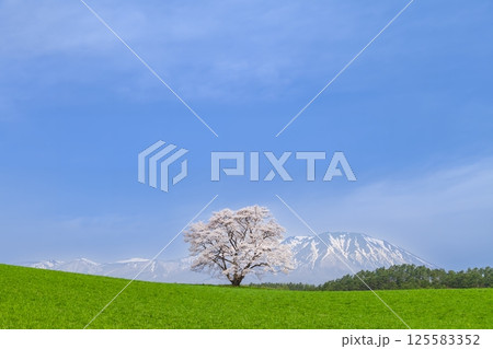 「岩手県」満開の一本桜と岩手山 125583352
