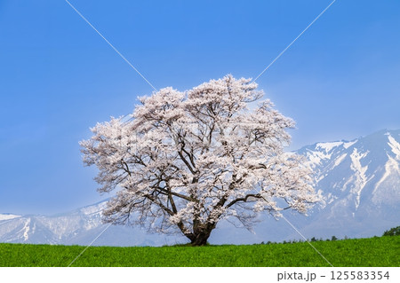 「岩手県」満開の一本桜と岩手山 125583354