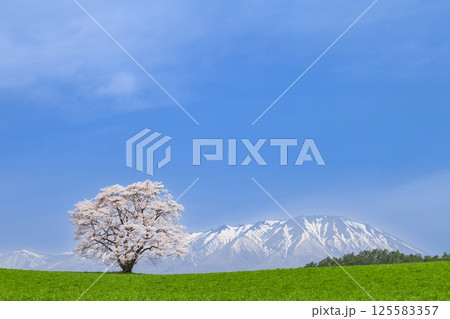 「岩手県」満開の一本桜と岩手山 125583357