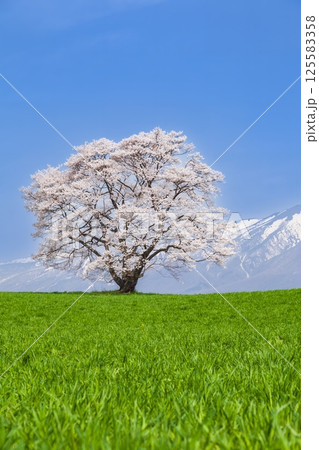 「岩手県」満開の一本桜と岩手山 125583358