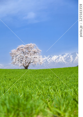 「岩手県」満開の一本桜と岩手山 125583359