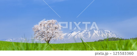 「岩手県」満開の一本桜と岩手山 125583360