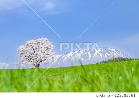 「岩手県」満開の一本桜と岩手山 125583361