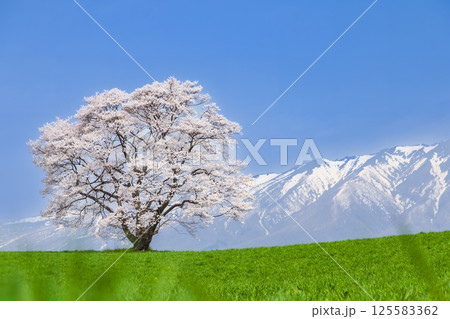「岩手県」満開の一本桜と岩手山 「岩手県」満開の一本桜と岩手山 125583362