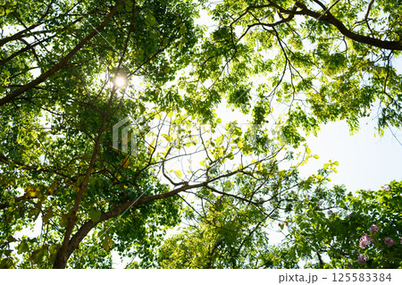 Lush tree branches with bright sun filtering through during a beautiful forest day 125583384