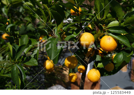 Ripe yellow citrus fruits growing on tree with green leaves in daylight. Fresh organic lemons on branch 125583449