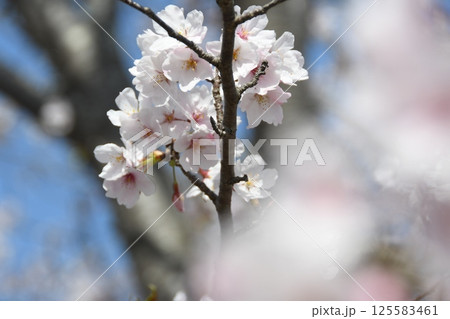 春の訪れを告げる桜 春の訪れを告げる桜 125583461