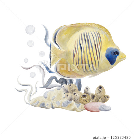 Yellow exotic fish swims near the coral reef. Sea bottom with sand and pebbles. Corals and algae. Sea sponge and flowers. Bubbles in the background. Watercolor illustration without background. Yellow exotic fish swims near the coral reef. Sea bottom with sand and pebbles. Corals and algae. Sea sponge and flowers. Bubbles in the background. Watercolor illustration without background. 125583480