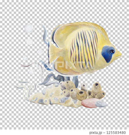 Yellow exotic fish swims near the coral reef. Sea bottom with sand and pebbles. Corals and algae. Sea sponge and flowers. Bubbles in the background. Watercolor illustration without background. Yellow exotic fish swims near the coral reef. Sea bottom with sand and pebbles. Corals and algae. Sea sponge and flowers. Bubbles in the background. Watercolor illustration without background. 125583480