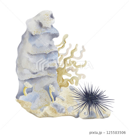 Coral reef with sea anemone and urchin. Branched coral on the background. Seabed with sand and stones. Watercolor illustration without background. Hand drawing. High quality illustration 125583506