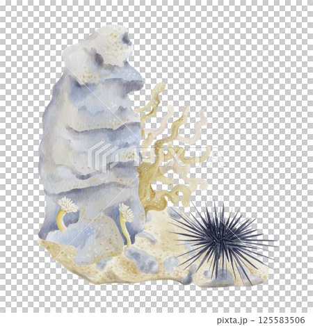 Coral reef with sea anemone and urchin. Branched coral on the background. Seabed with sand and stones. Watercolor illustration without background. Hand drawing. High quality illustration 125583506