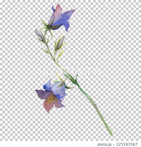 Beautiful blue bell on a white background. Hand-drawn watercolor illustration of wildflowers. The botanical illustration is isolated on a white background. Summer theme. 125583567