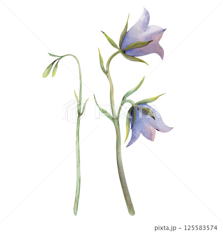 Watercolor wildflowers, hand-painted bluebells. The botanical illustration is isolated on a white background. For summer design. For greeting cards, invitations, summer weddings. 125583574