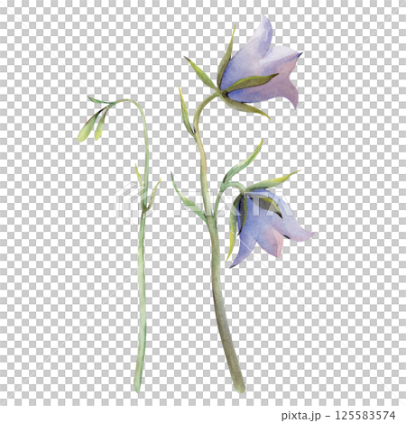 Watercolor wildflowers, hand-painted bluebells. The botanical illustration is isolated on a white background. For summer design. For greeting cards, invitations, summer weddings. 125583574