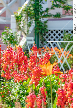春の浜名湖ガーデンパーク、満開の花々〈静岡県浜松市〉 125583583