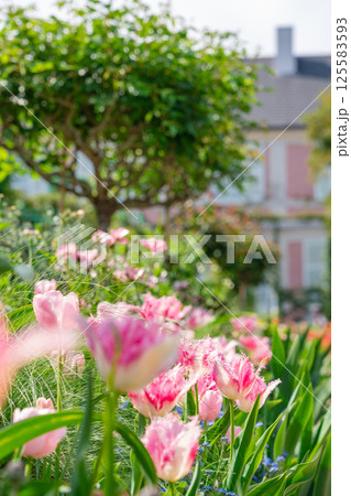 春の浜名湖ガーデンパーク、満開の花々〈静岡県浜松市〉 春の浜名湖ガーデンパーク、満開の花々〈静岡県浜松市〉 125583593