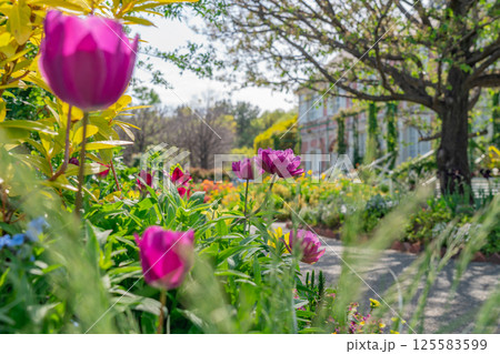 春の浜名湖ガーデンパーク、満開の花々〈静岡県浜松市〉 125583599