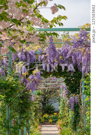 春の浜名湖ガーデンパーク、満開の花々〈静岡県浜松市〉 125583602