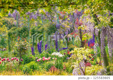 春の浜名湖ガーデンパーク、満開の花々〈静岡県浜松市〉 125583605