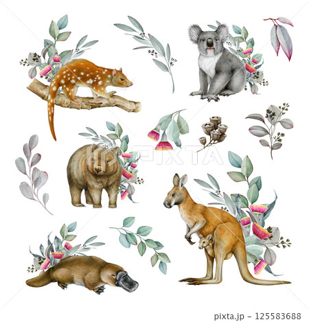 Australia native animal watercolor illustration set. Hand drawn kangaroo, koala, platypus, wombat, tiger quoll with eucalyptus leaves floral collection. Australian wildlife with eucalyptus decor set Australia native animal watercolor illustration set. Hand drawn kangaroo, koala, platypus, wombat, tiger quoll with eucalyptus leaves floral collection. Australian wildlife with eucalyptus decor set 125583688