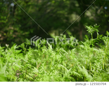 新緑の森を抜ける砂利道　緑の小道が気持ちがいい　癒やしの空間　コピースペース　新緑を全身で感じよう 125583704