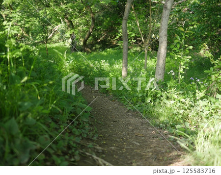 新緑の森を抜ける砂利道　緑の小道が気持ちがいい　癒やしの空間　コピースペース　新緑を全身で感じよう 125583716