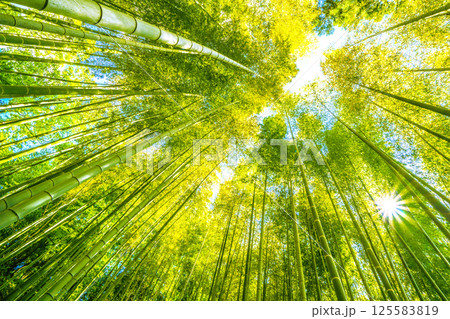 日本の横浜都市景観 黄色く染まる竹林と差し込む太陽光…希望の光…=4月29日 日本の横浜都市景観 黄色く染まる竹林と差し込む太陽光…希望の光…=4月29日 125583819