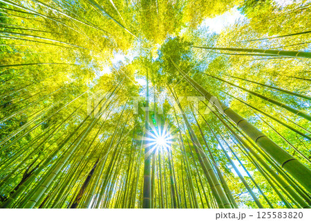 日本の横浜都市景観 黄色く染まる竹林と差し込む太陽光…希望の光…=4月29日 日本の横浜都市景観 黄色く染まる竹林と差し込む太陽光…希望の光…=4月29日 125583820