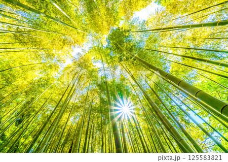 日本の横浜都市景観 黄色く染まる竹林と差し込む太陽光…希望の光…＝4月29日 125583821