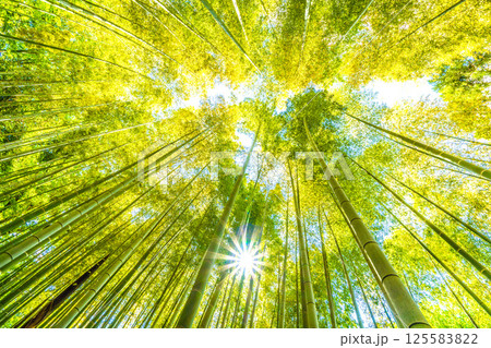 日本の横浜都市景観 黄色く染まる竹林と差し込む太陽光…希望の光…=4月29日 日本の横浜都市景観 黄色く染まる竹林と差し込む太陽光…希望の光…=4月29日 125583822
