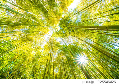 日本の横浜都市景観 黄色く染まる竹林と差し込む太陽光…希望の光…=4月29日 日本の横浜都市景観 黄色く染まる竹林と差し込む太陽光…希望の光…=4月29日 125583823