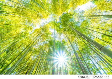 日本の横浜都市景観 黄色く染まる竹林と差し込む太陽光…希望の光…＝4月29日 125583827