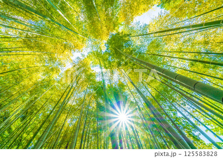 日本の横浜都市景観 黄色く染まる竹林と差し込む太陽光…希望の光…＝4月29日 125583828