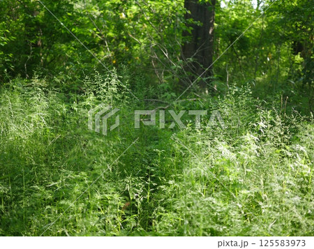 森の中の小さな滝　木々の力強さ　若葉の喜び　森林浴を楽しむ　コピースペース　緑に癒やされる 125583973