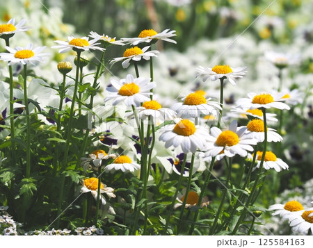 可憐に咲くマーガレットの白い花 可憐に咲くマーガレットの白い花 125584163