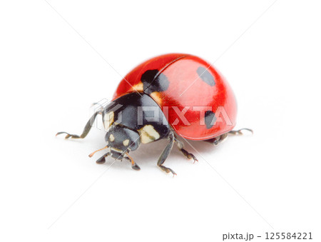 Ladybug on white background 125584221
