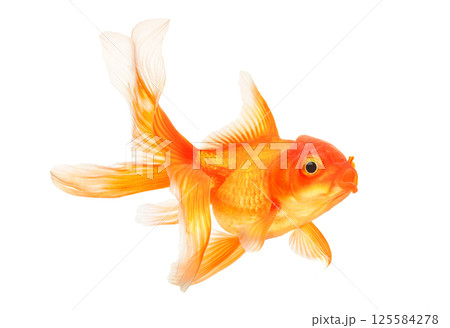 Gold fish on white background 125584278