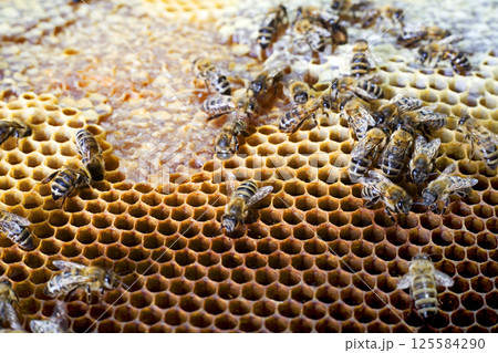 Bee honeycombs with honey 125584290